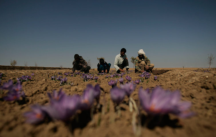 24 hours pics: Afghan farmers pluck saffron flowers