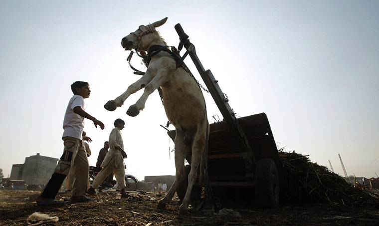 24 hours: Donkey at a junk yard in Lahore