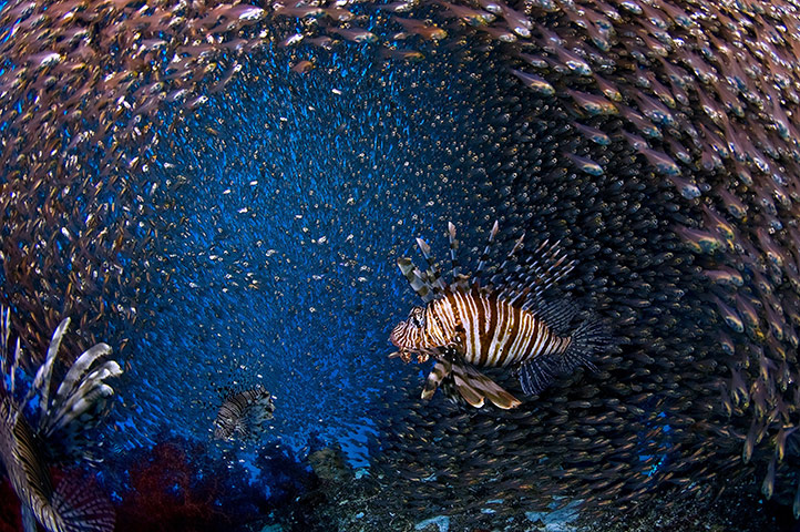 DEEP Indonesia 2010: 4th annual DEEP Indonesia international underwater photography competition