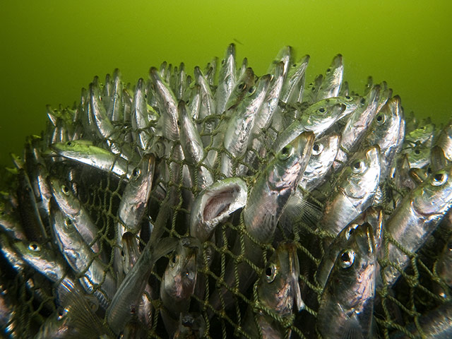 DEEP Indonesia 2010: 4th annual DEEP Indonesia international underwater photography competition