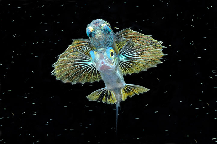DEEP Indonesia 2010: 4th annual DEEP Indonesia international underwater photography competition