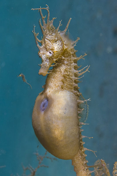 DEEP Indonesia 2010: 4th annual DEEP Indonesia international underwater photography competition