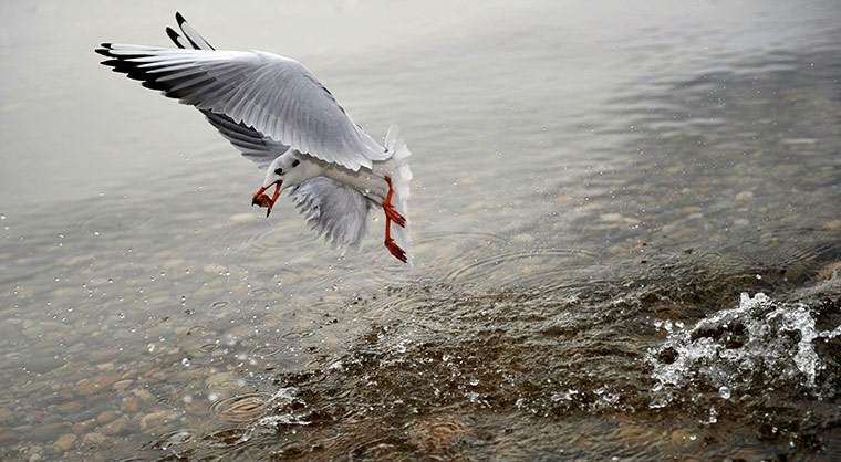 24 hours in pictures: A sea gull  on the  Ammersee 