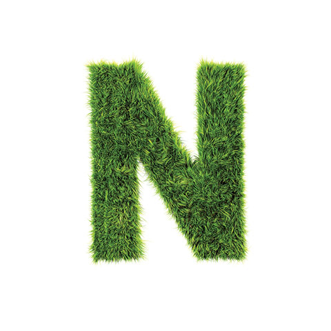 Alphabets book: Grass Letter N