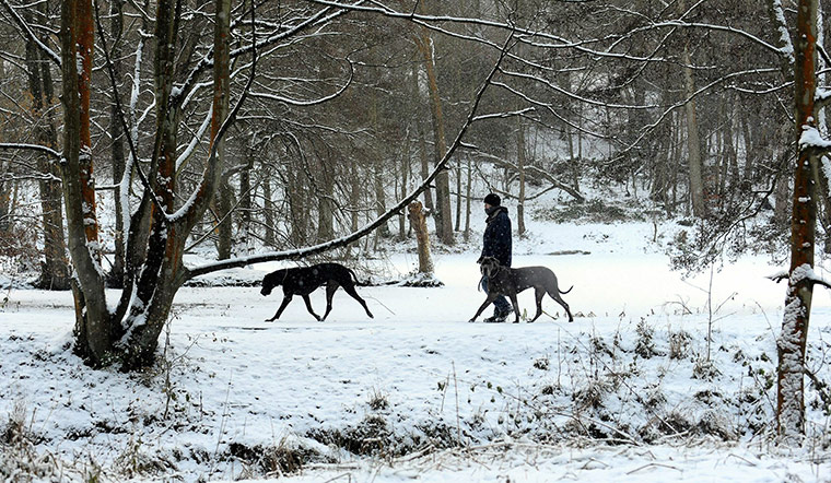 Snow today: A man walks his dogs  through the snow i