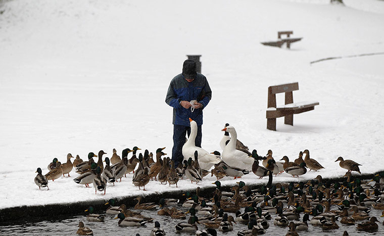Snow today: A man feeds the ducks and geese in the snow in Bramall Park in Manchester