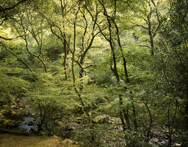 Ancient trees: Woodland view at Horner Water, Horner Woods, Holnicote Estate, Somerset
