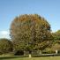 Ancient trees: Hornbeam tree in autumn at Hatfield Forest, Essex.