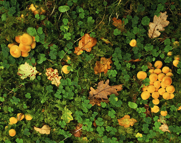 Ancient trees: Close view of mushrooms and oak leaves in Horner Wood, Holnicote Estate,