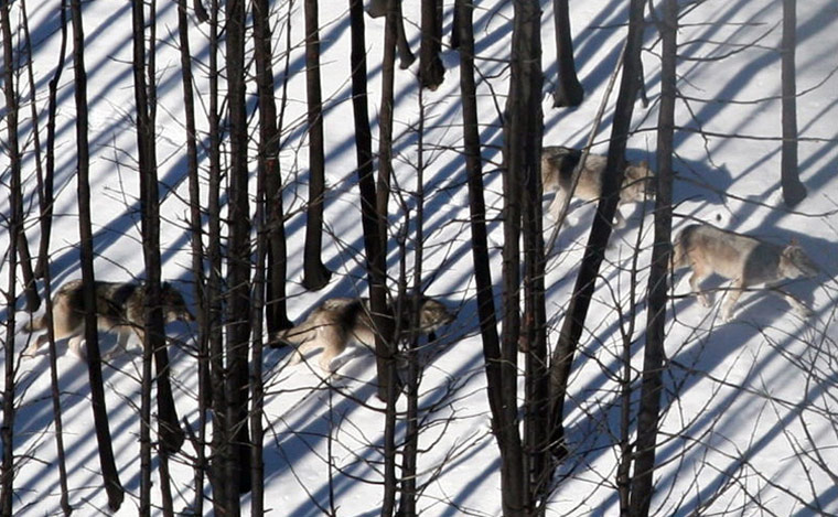 Week in wildlife: wolves