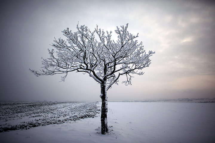Week in wildlife: Snow in Germany