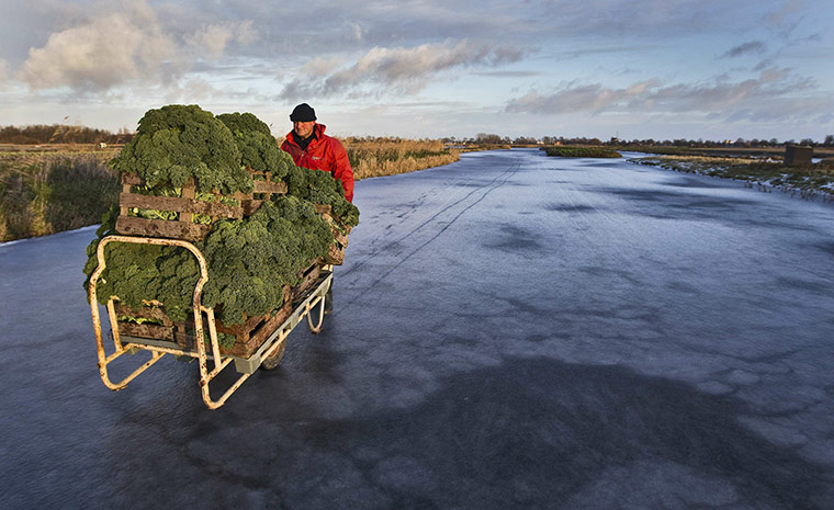 24 hours in pictures: Broek op Langedijk, the Netherlands: A famer carts his kale on the ice