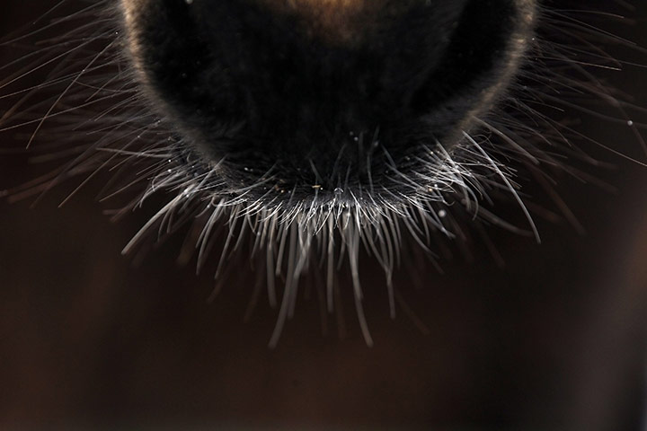 24 hours in pictures: Antrim, Northern Ireland: Snow melts on the mouth of a horse on a farm