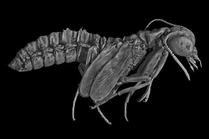 24 Hours in Pictures: The Science Academy in Paris show a virtual Raphidioptera pupae insect