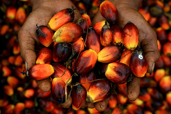 24 Hours in Pictures: A worker holds a handful of palm oil seeds