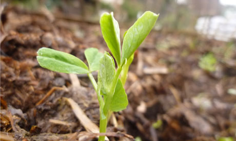 pea