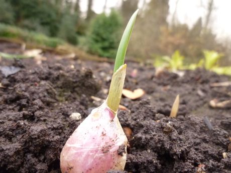 garlic