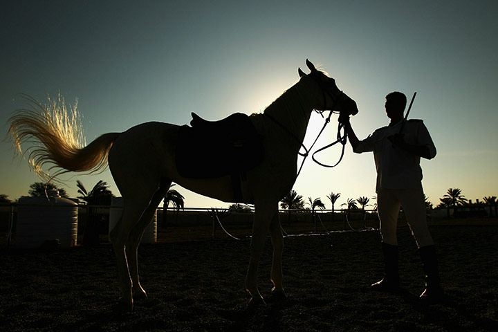 24 hours: Muscat, Oman: A competitor prepares his horse prior to the Team Sword Final