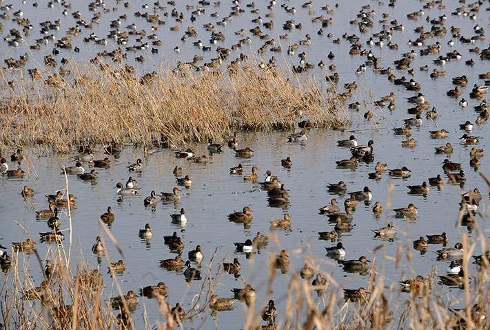 24 hours: Hokersar, India: Migratory birds crowd wetlands