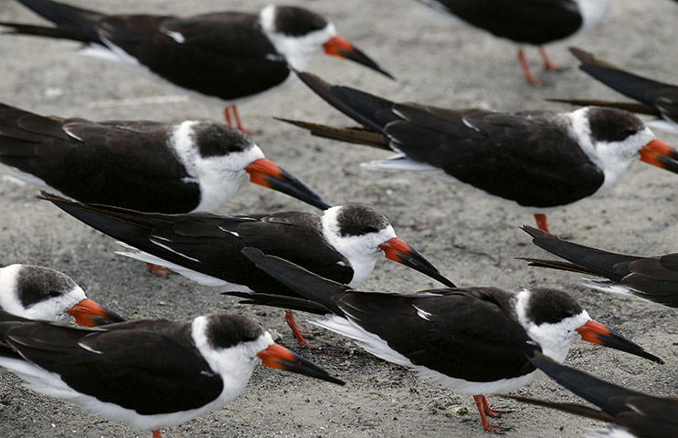 24 hours: Tampa, Florida, USA: A flock of Black Skimmers face into a cold wind