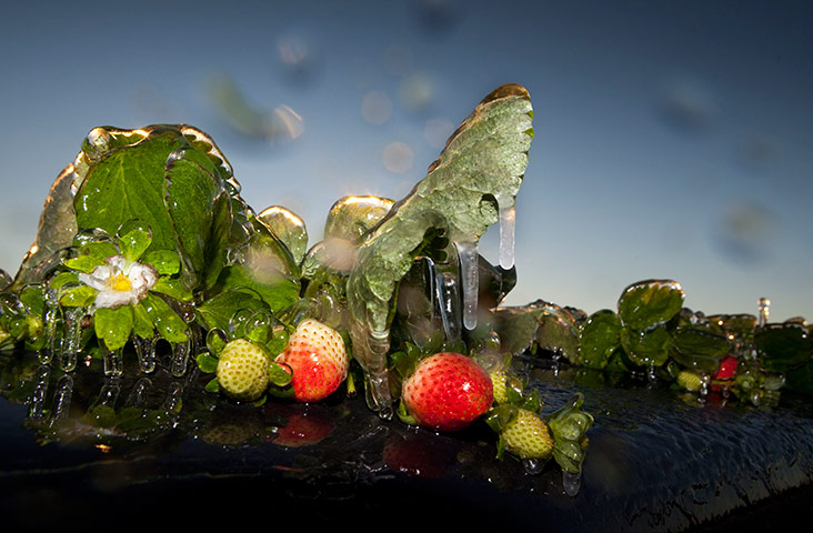 24 hours in pictures: A strawberry plant lays covered with a protective layer of ice
