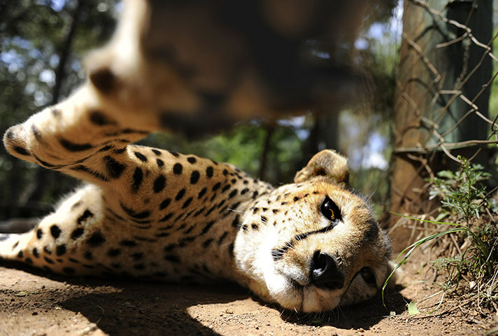 24 hours in pictures: A female Cheetah is pictured in its enclosure at Nairobi animal orphanage 