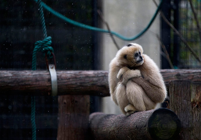 24 hours in pictures: A hoolock gibbon sits on a wood log during a snowfall