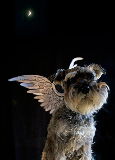 In Pictures: Angel: schnauzer