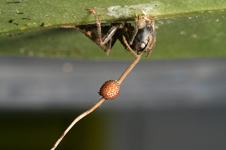 2010 year in science: a dead worker ant Camponotus leonardi