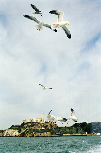 California Classics: San Francisco Bay, seagulls flying near Alcatraz