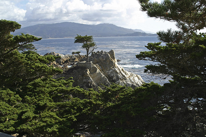 California Classics: The 250-year-old Lone Cypress sits perched atop a rock