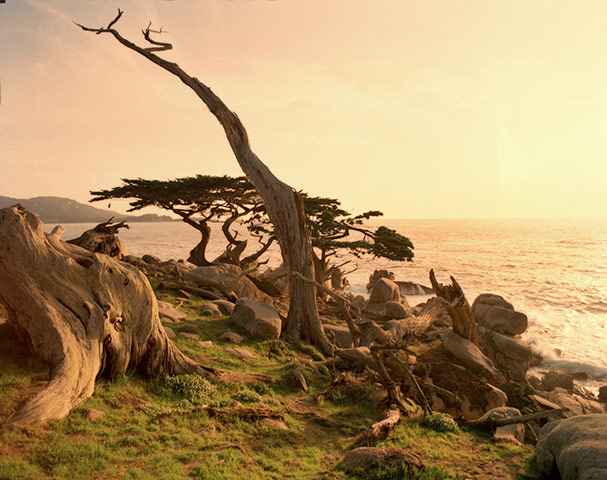 California Classics: Twisted cypress trees on 17-Mile Drive, California