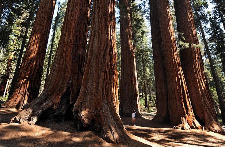 California Classics: Giant sequoia tree in the Sierra Nevada Mountains, California