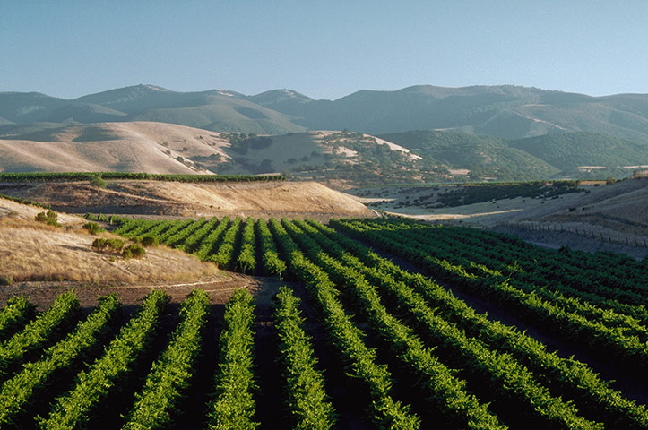 California Classics: An idyllic scene in Salinas valley, Monterey county