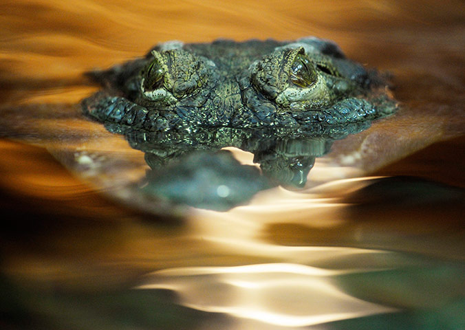 24 hours in pictures: A rare Philippine crocodile peers out of the water