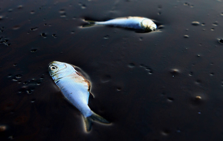 Business Week in Pictures: Dead Poggy fish stuck in oil in Bay Jimmy near Port Sulpher, Louisiana