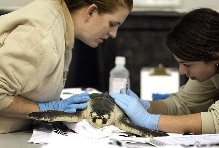 Week in wildlife:  Audubon Nature Institute examine a Kemp's Ridley turtle