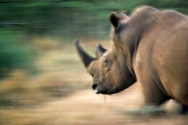 Week in wildlife: A Rhinoceros trots while pasturing in the Lewa Wildlife Conservancy