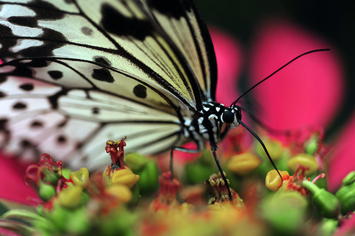 Week in wildlife: A Filipino tree nymph butterfly feeds on a poinsettia 