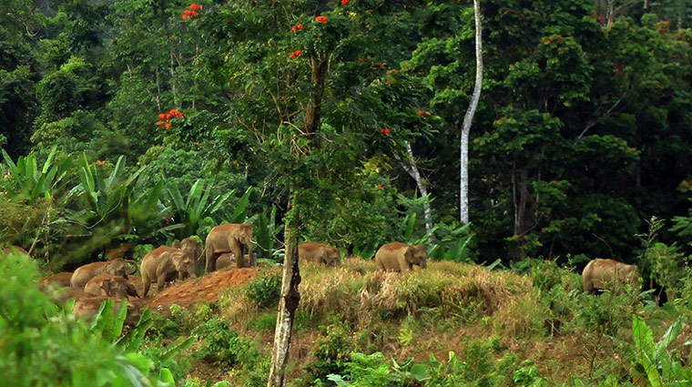 Week in wildlife: herd of endangered Sumatran elephants