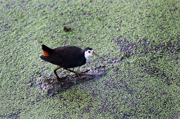 Week in wildlife: White-breasted Waterhen pictured at the Keoladeo Ghana bird sanctuary