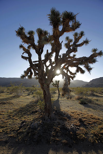 Week in wildlife: Joshua tree in the Mojave Desert 