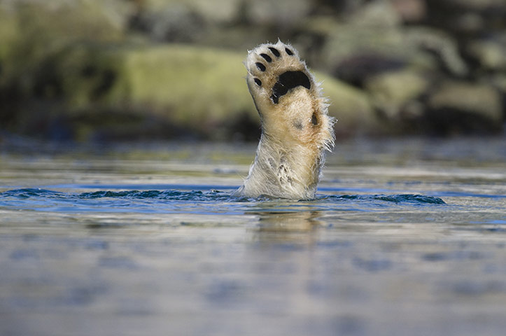 Week in wildlife: Polar Bears diving for food, Spitsbergen, Svalbard, Norway - Aug 2010