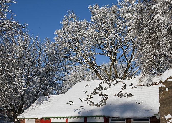 g2calendar: Pigeons in the Park, by Mike Kirby
