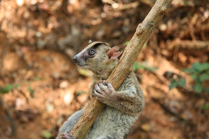 Week in wildlife 2: brand new species of lemur