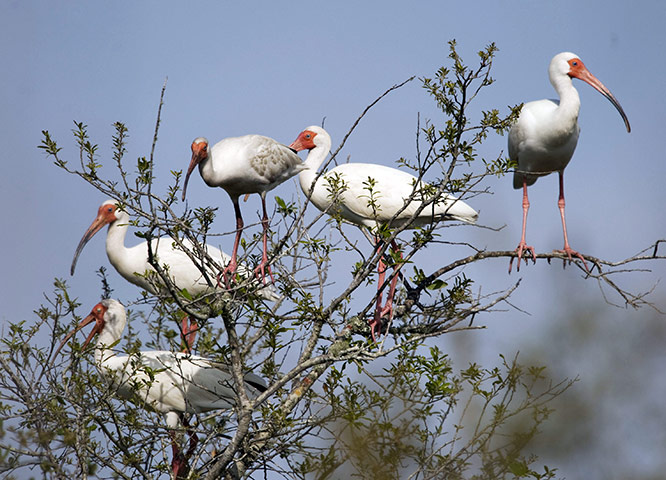 Week in wildlife 2: White Ibis sit in a treetop at the Merritt Island National Wildlife Refuge