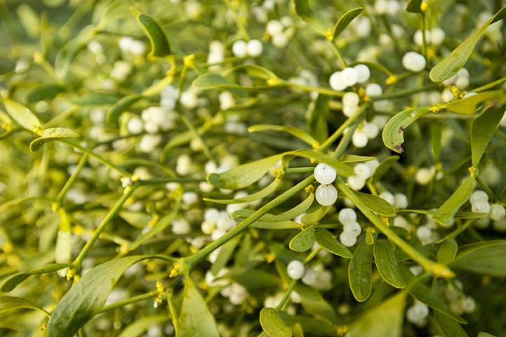 Week in wildlife 2: Campaign to save mistletoe