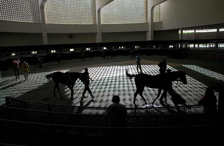 Fromtheagencies Cubillos: Horses walk before competing in the Caribbean Classic Series in Caracas