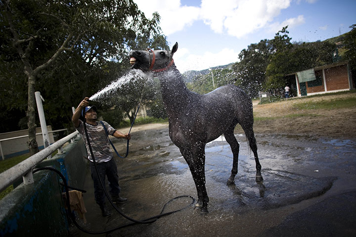 Fromtheagencies Cubillos: A man washes a horse at the Rinconadais racetrack Caracas Venezuela