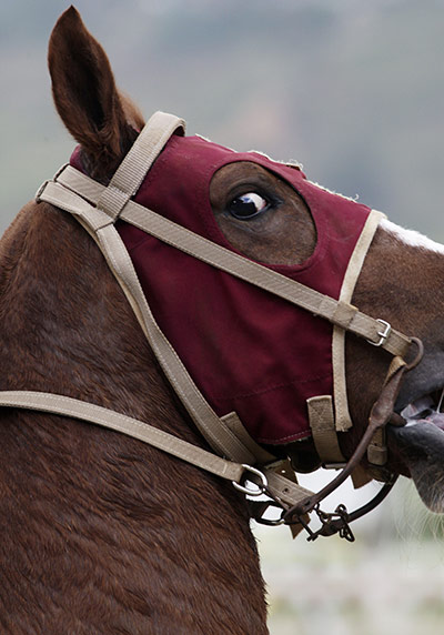 Fromtheagencies Cubillos: A race horse stands during the Caribbean Classic Series Caracas Venezuela
